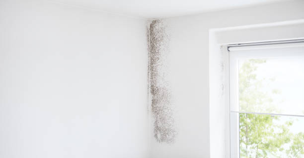 Best Asbestos and Lead Testing During Mold Inspection  in Clyde, TX