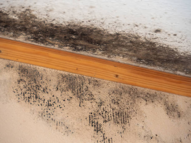 Best Black Mold Removal  in Clyde, TX