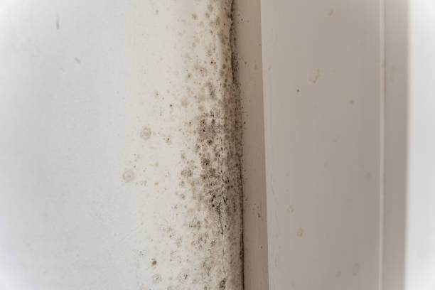 Best HVAC Mold Inspection and Cleaning  in Clyde, TX